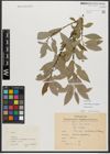 Foto von Salix triandra subsp. amygdalina (L.) Schübl. & G. Martens